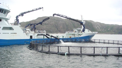 Аквакультура в Мурманской области в последние годы является одним из наиболее динамично развивающихся направлений деятельности