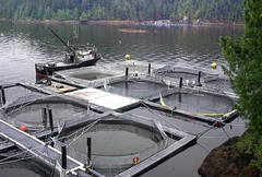 Разведение холодноводных рыб в частично замкнутом цикле с биологической ступенью очистки